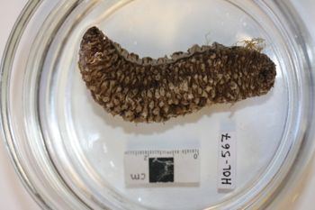 Media type: image;   Invertebrate Zoology HOL-567 Description: Preserved specimen.;